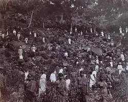 Ouvriers indenturés indiens sur une plantation de thé à Ceylan — photo historique