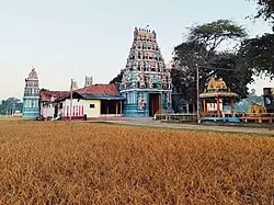 Temple hindou tamil avec gopuram coloré au bord d’un champ de riz, Sri Lanka.