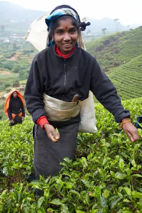 Femmes Malaiyaha Tamils au travail de cueillette sur une plantation de thé