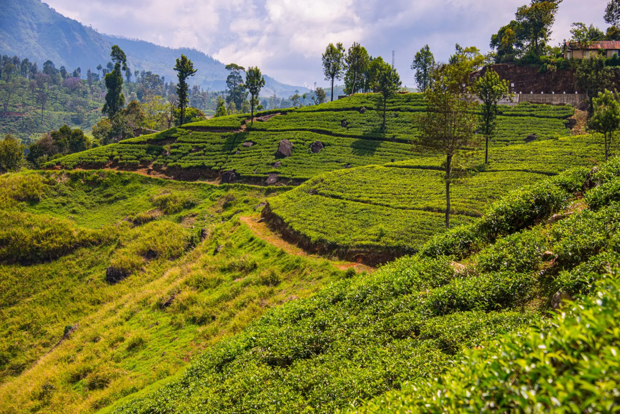 Plantations de thé dans les collines de Nuwara Eliya — Hautes terres du Sri Lanka