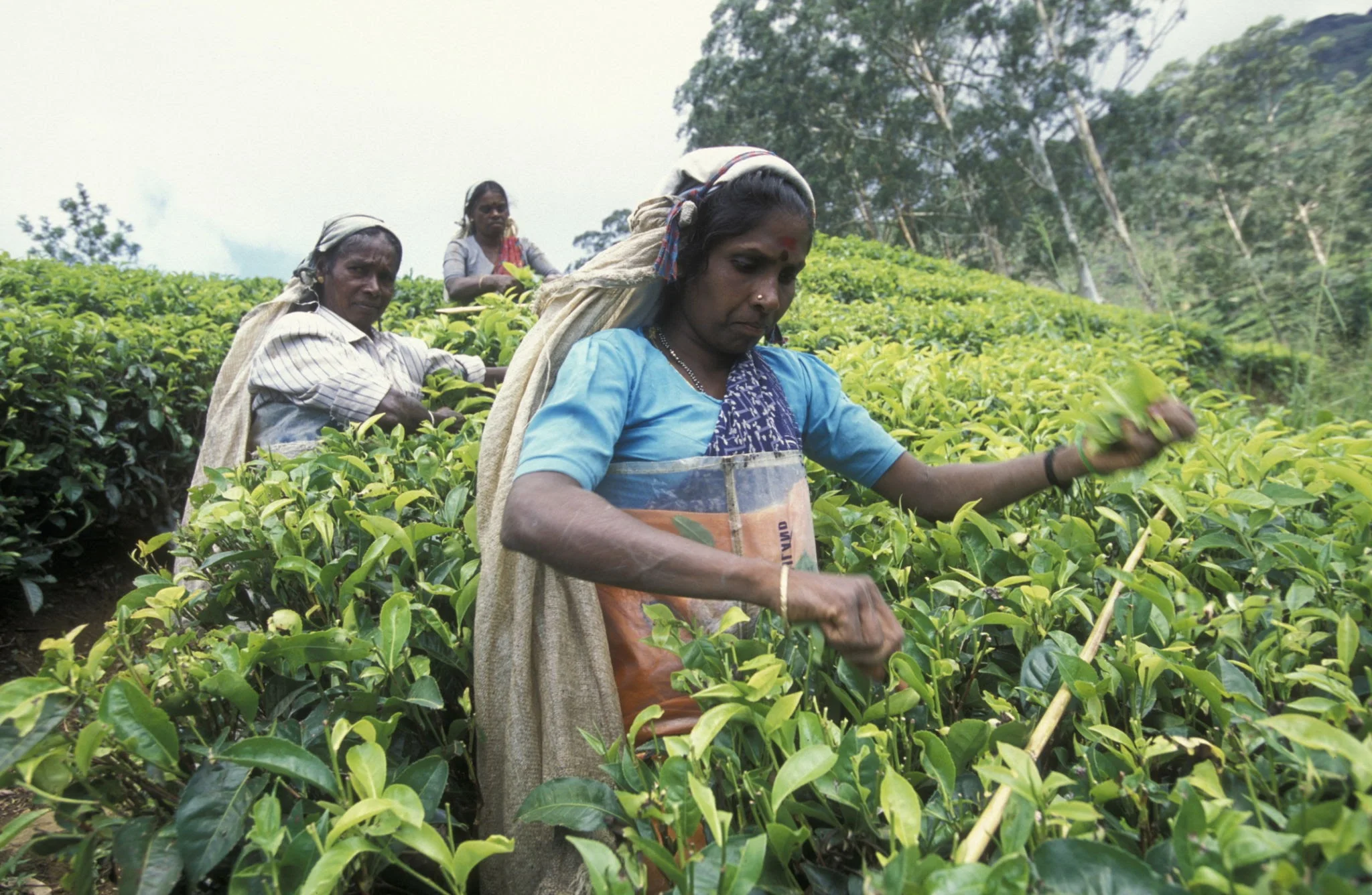 Ouvrières tamoules cueillant le thé sur une plantation des Hautes terres du Sri Lanka